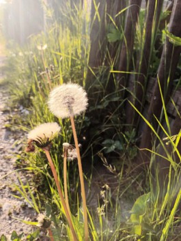  Der Kompetenzfinder – Bildungs- und Karriereberatung, Seminare, Workshops, Vorträge, Coaching